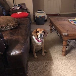 Meet your Posher, Darla